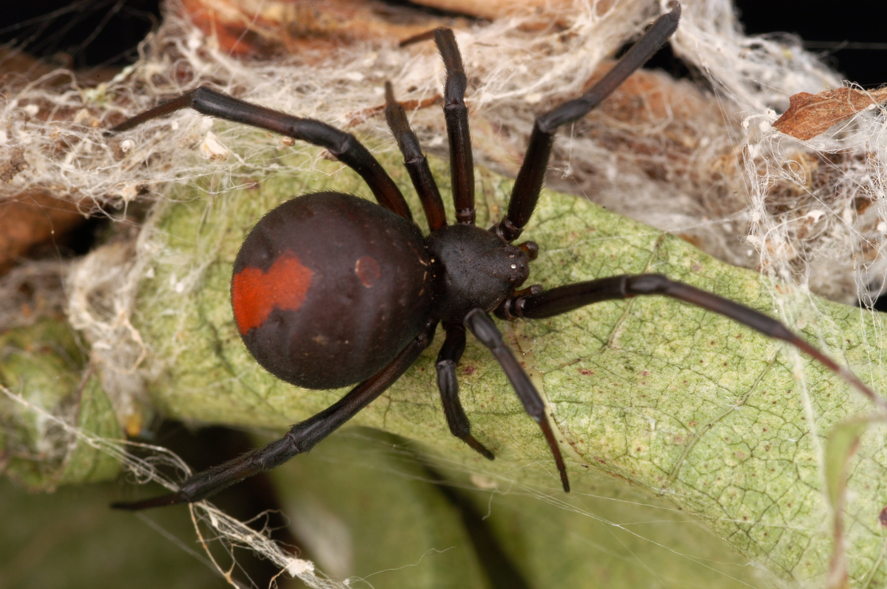 Red Back Spider In Hobart Garden