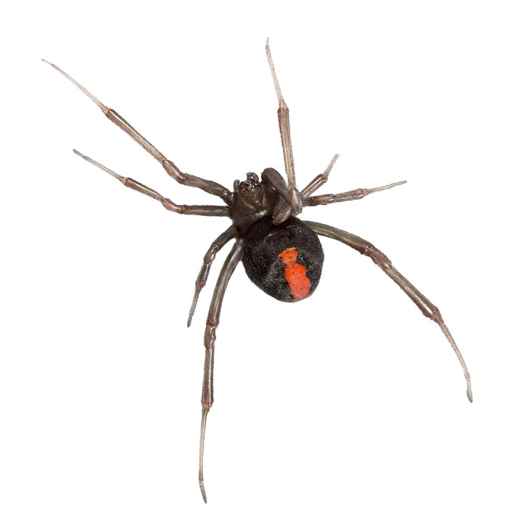 Tasmanian Redback Spider