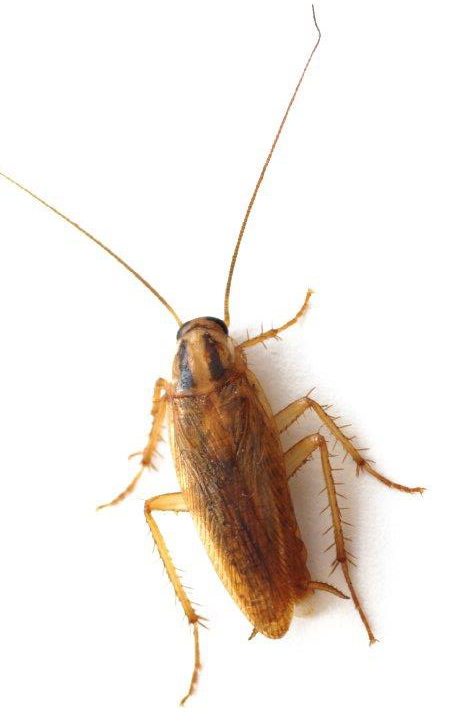 German cockroach In Tasmania Homes