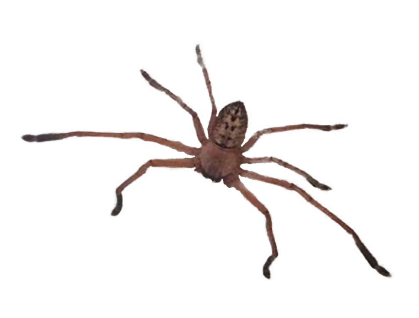 Huntsman Spider In Tasmania