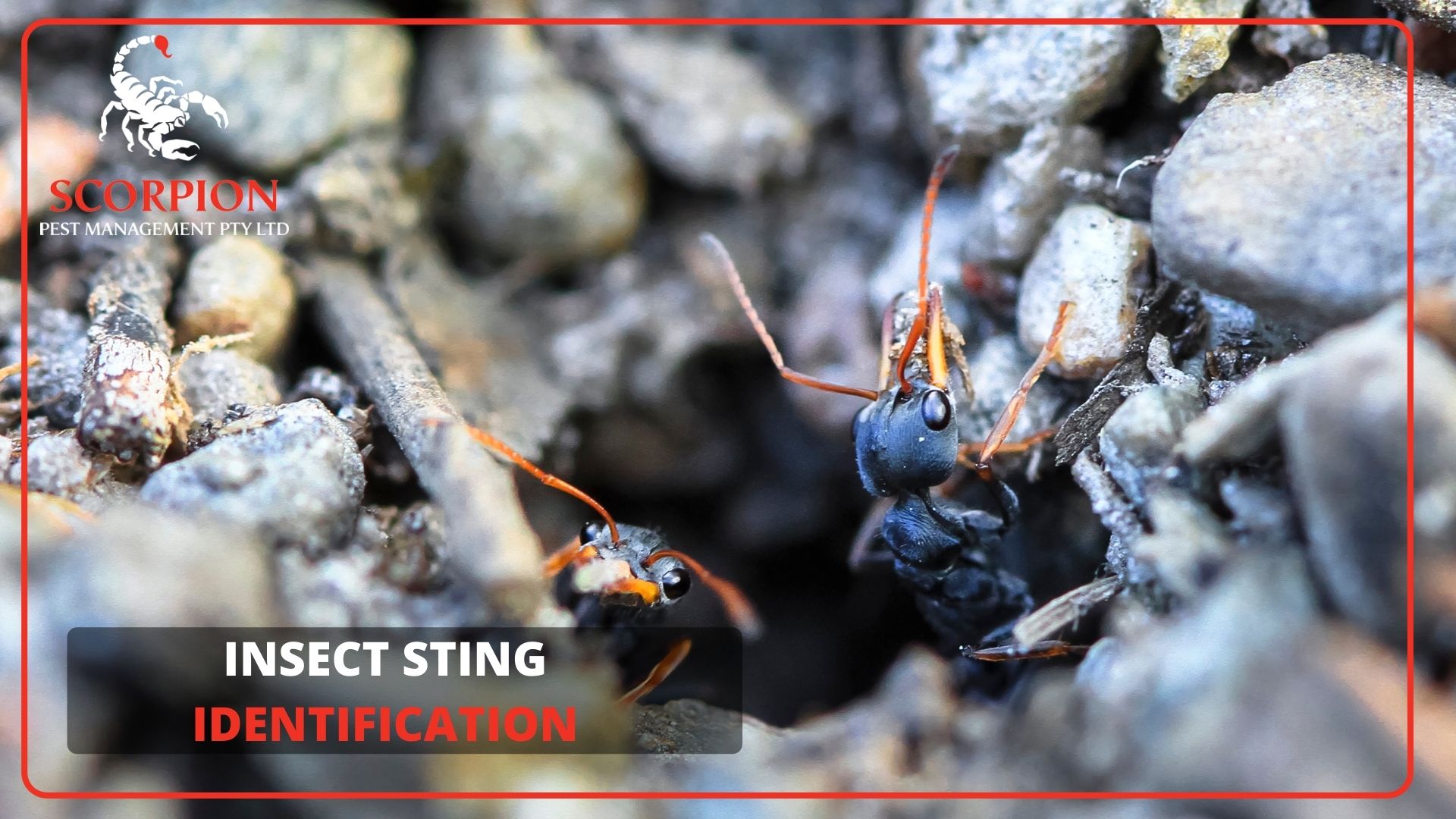 Insect sting identification blog