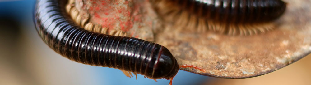 Millipedes In Tasmania