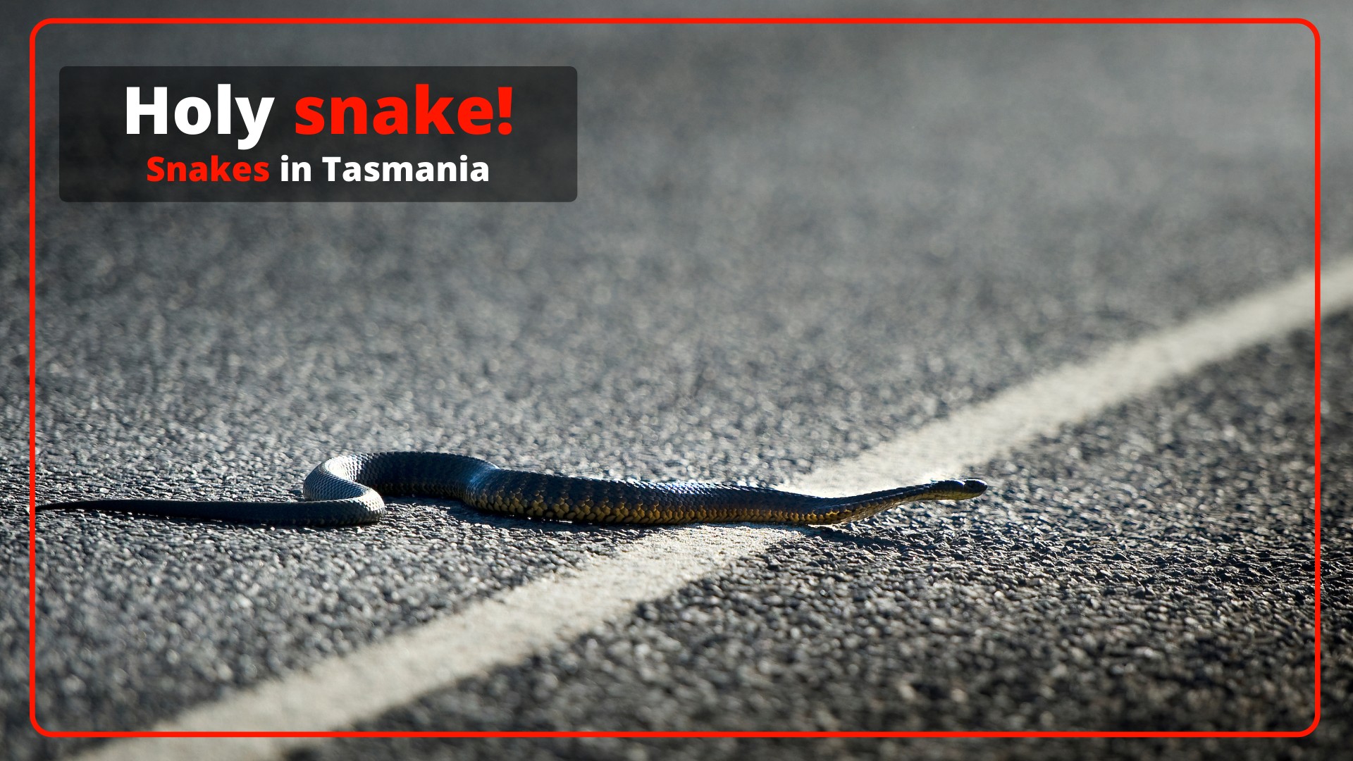 Snakes In Tasmania