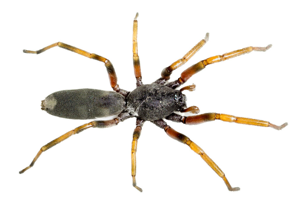 White Tail Spider Pest removal