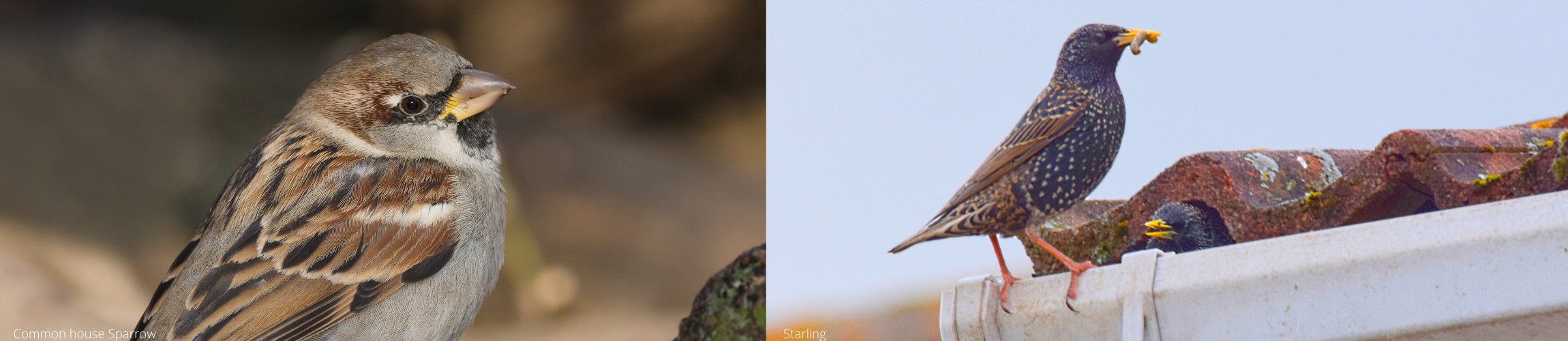 blog photo sparrows and starling